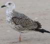 1cy argenteus in November, ringed in Belgium. (25637 bytes)